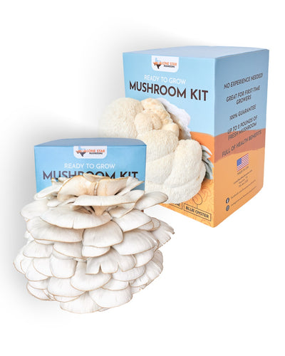 Blue Oyster and Lion's Mane Mushroom Grow Kit Bundle