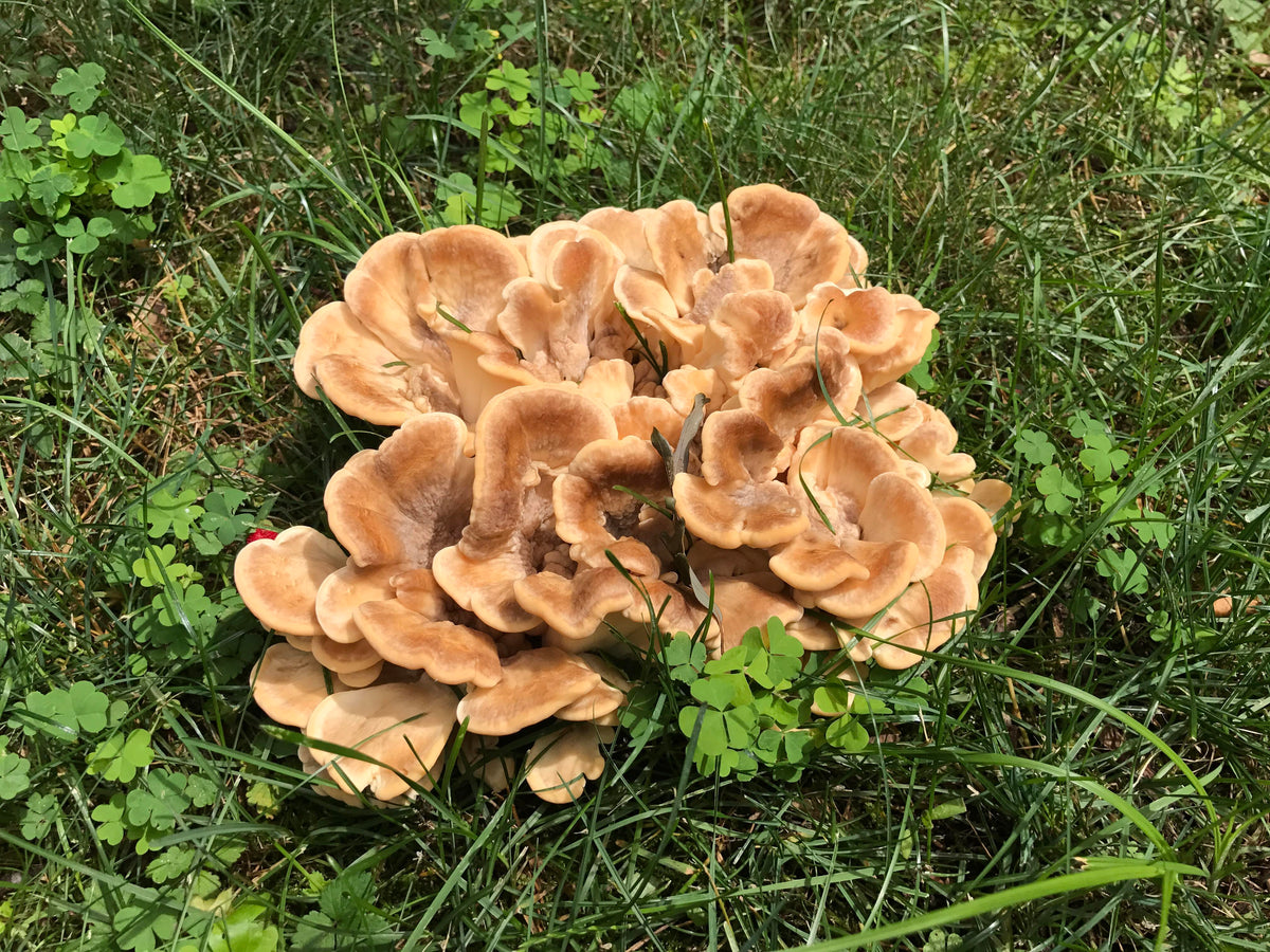 Woods Mushrooms