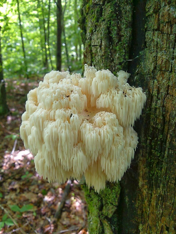 The Numerous Health Benefits of Lion’s Mane Mushrooms