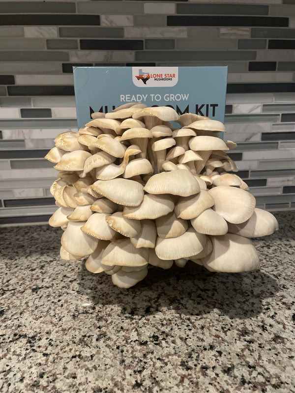 Common Mistakes to Avoid When Using a Mushroom Grow Kit