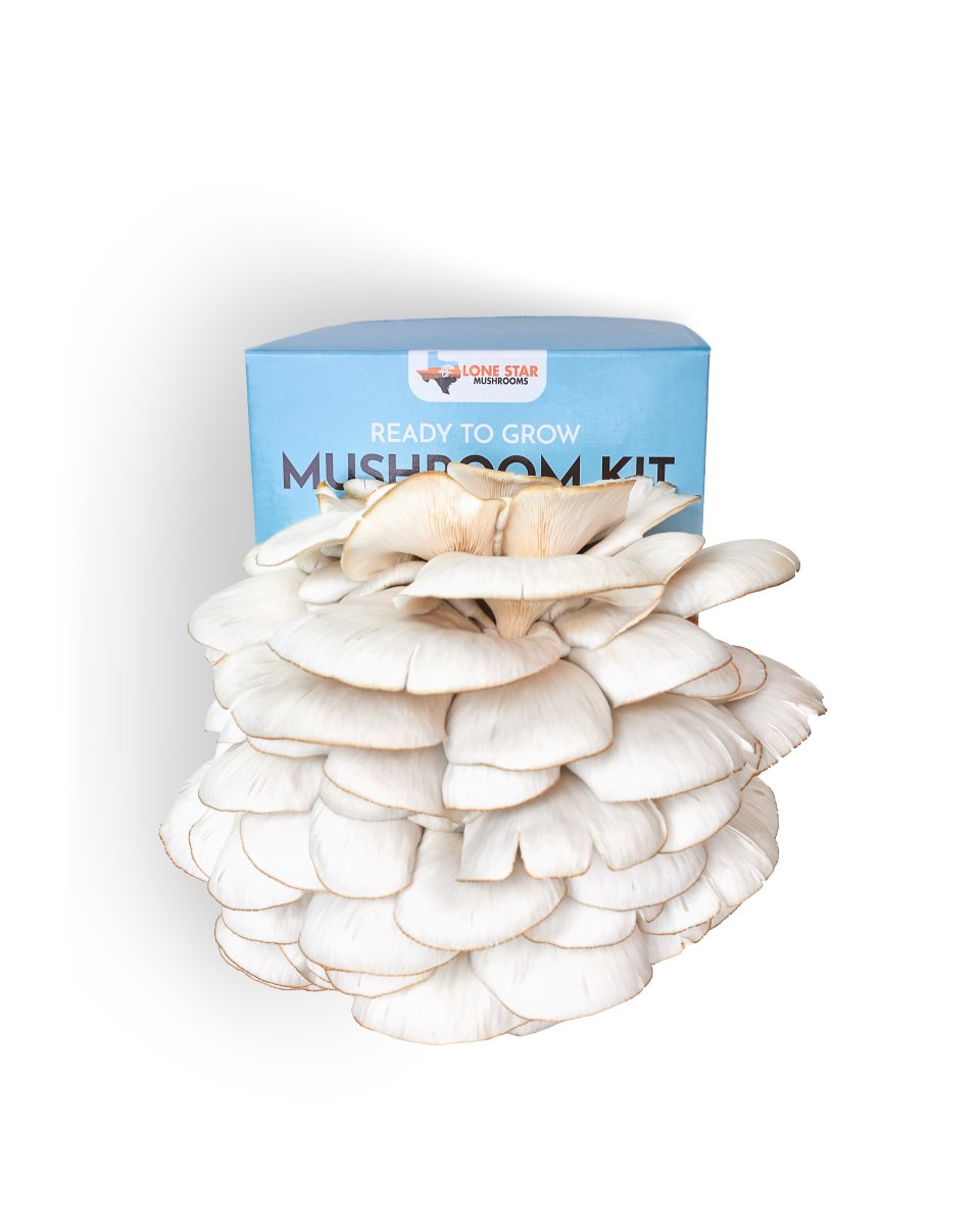 Blue Oyster Mushroom Front View
