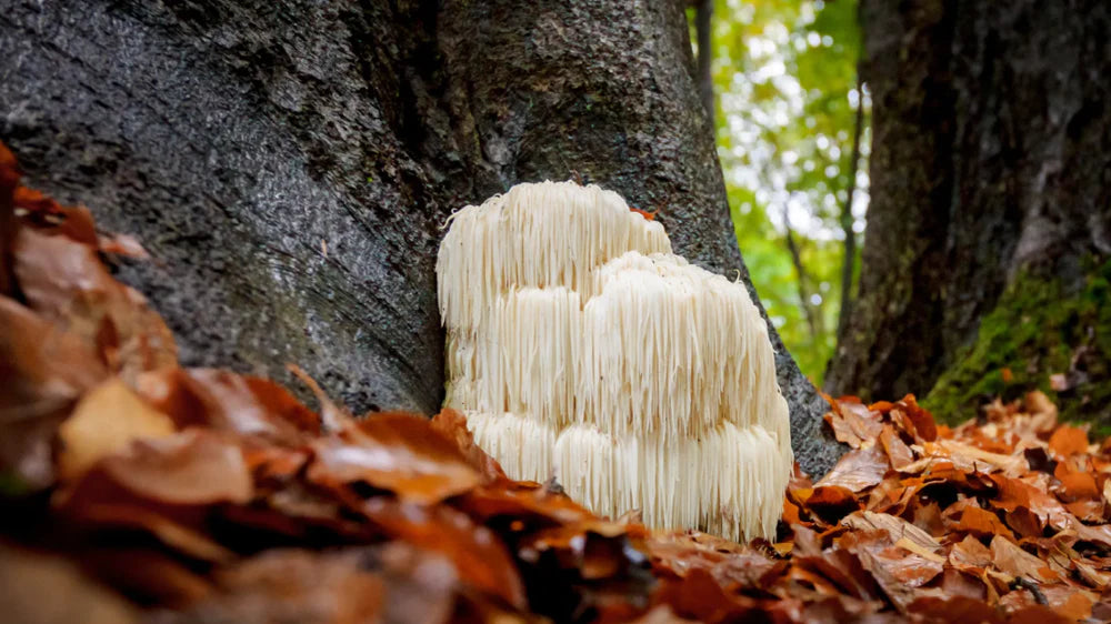 lion's mane extract