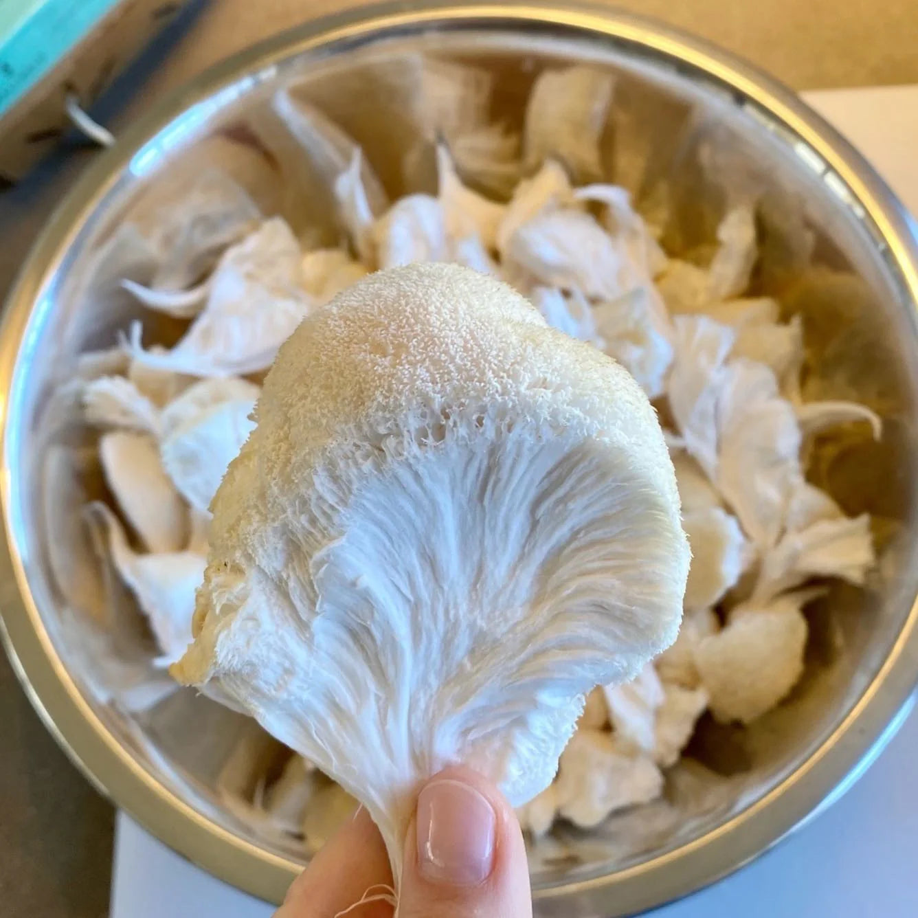 Lion's Mane Mushroom