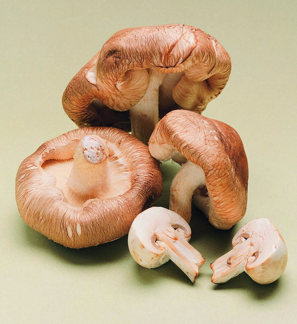 A Comprehensive Guide to Lion's Mane Mushroom Grow Kits