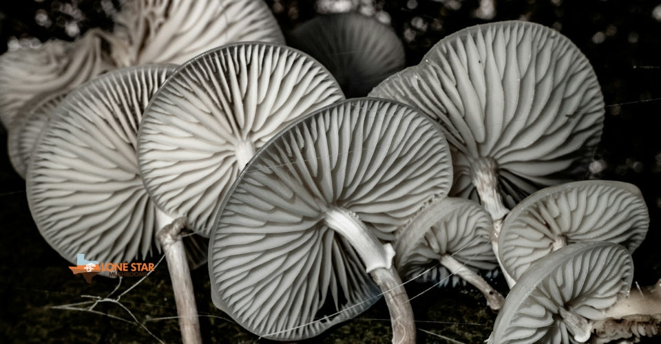 Mushroom Growing Kits