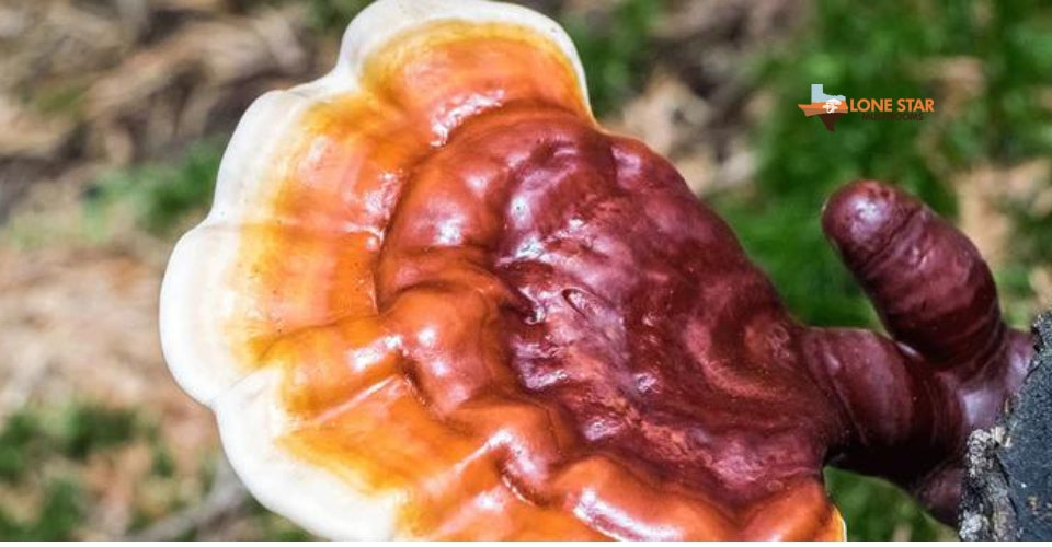 Reishi for Anxiety