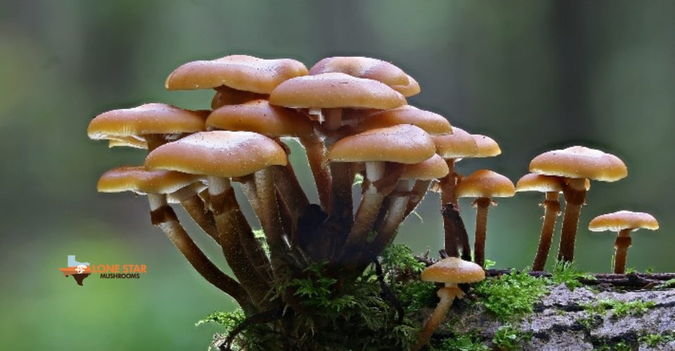DIY Mushroom Grow Kits