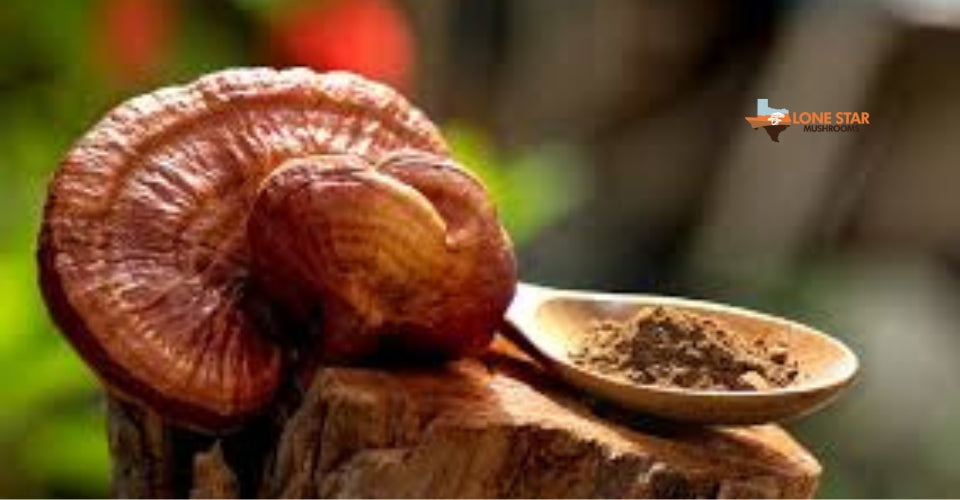 Reishi for Anxiety