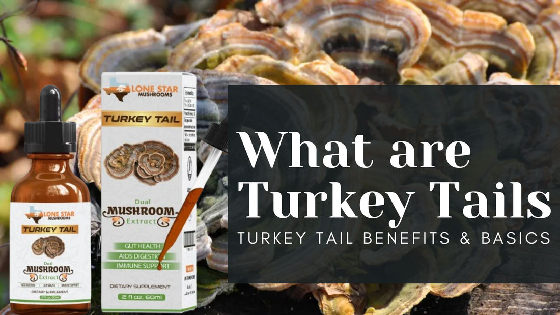 What are Turkey Tails: Turkey Tail Benefits & Basics