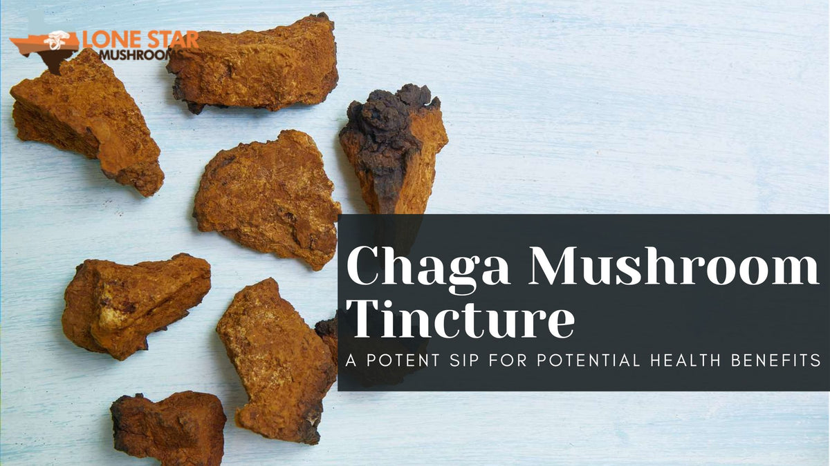 Chaga Mushroom Tincture: A Potent Sip for Potential Health Benefits