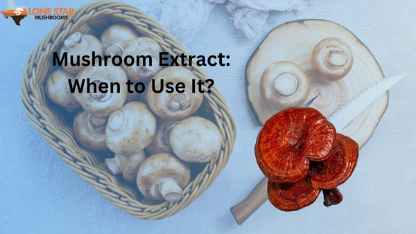 Mushroom Extract: When to Use It?