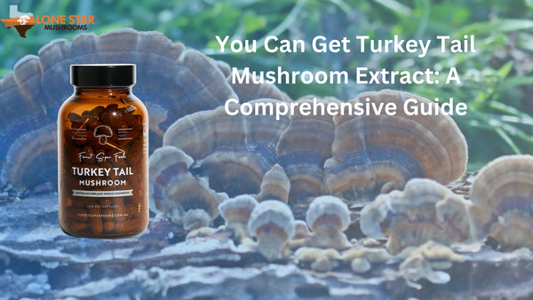 You Can Get Turkey Tail Mushroom Extract: A Comprehensive Guide