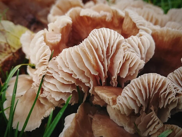 Savory and Beneficial: Exploring the Health Benefits of Pink Oyster Mushrooms