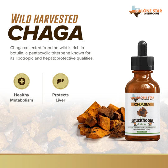 A picture of Chaga Mushrooms including his health benefit