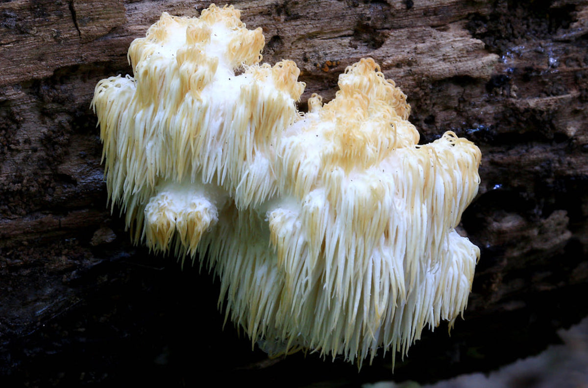 cooking lion's mane mushrooms