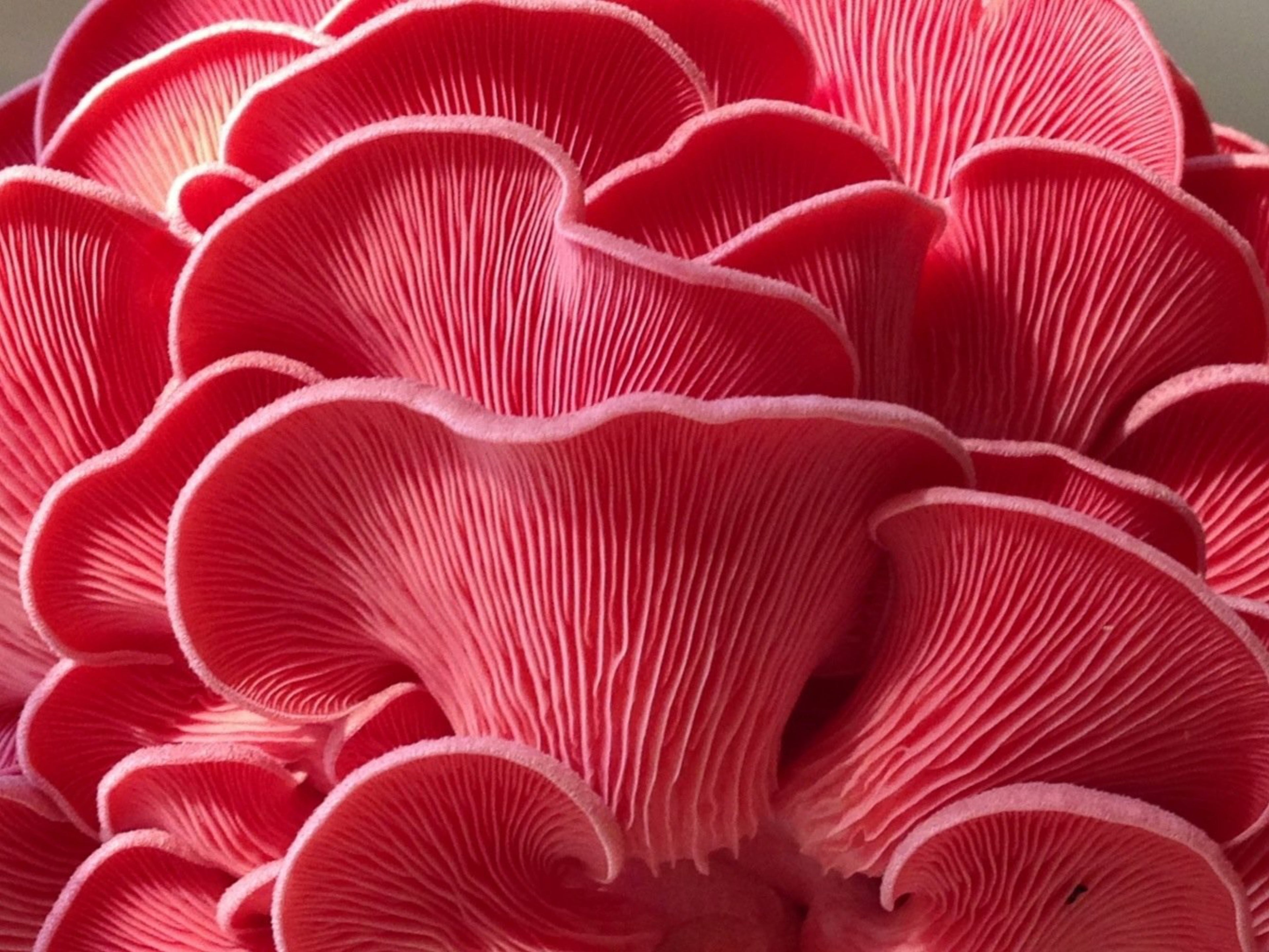 pink oyster mushrooms