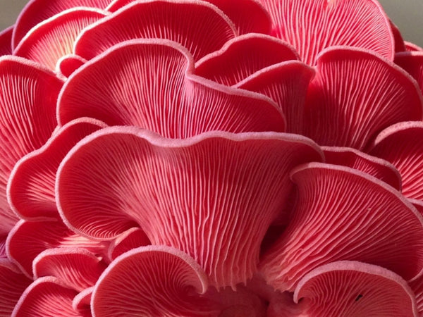 Pink Oyster Mushrooms: The Key to Adopting an Organic Lifestyle