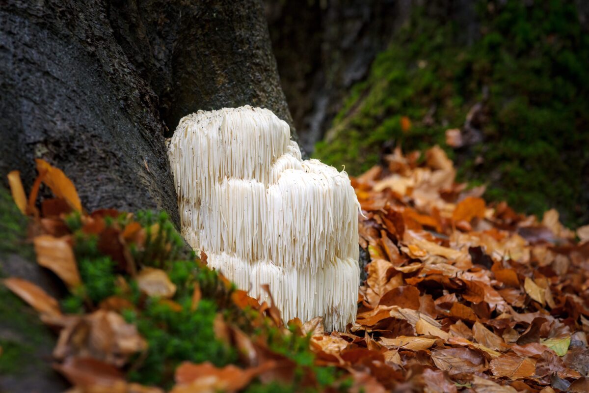 lion's mane mushrooms