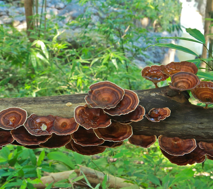 Reishi Mushrooms