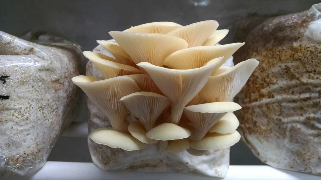 grow mushrooms