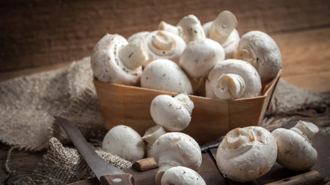 mushroom growing kit