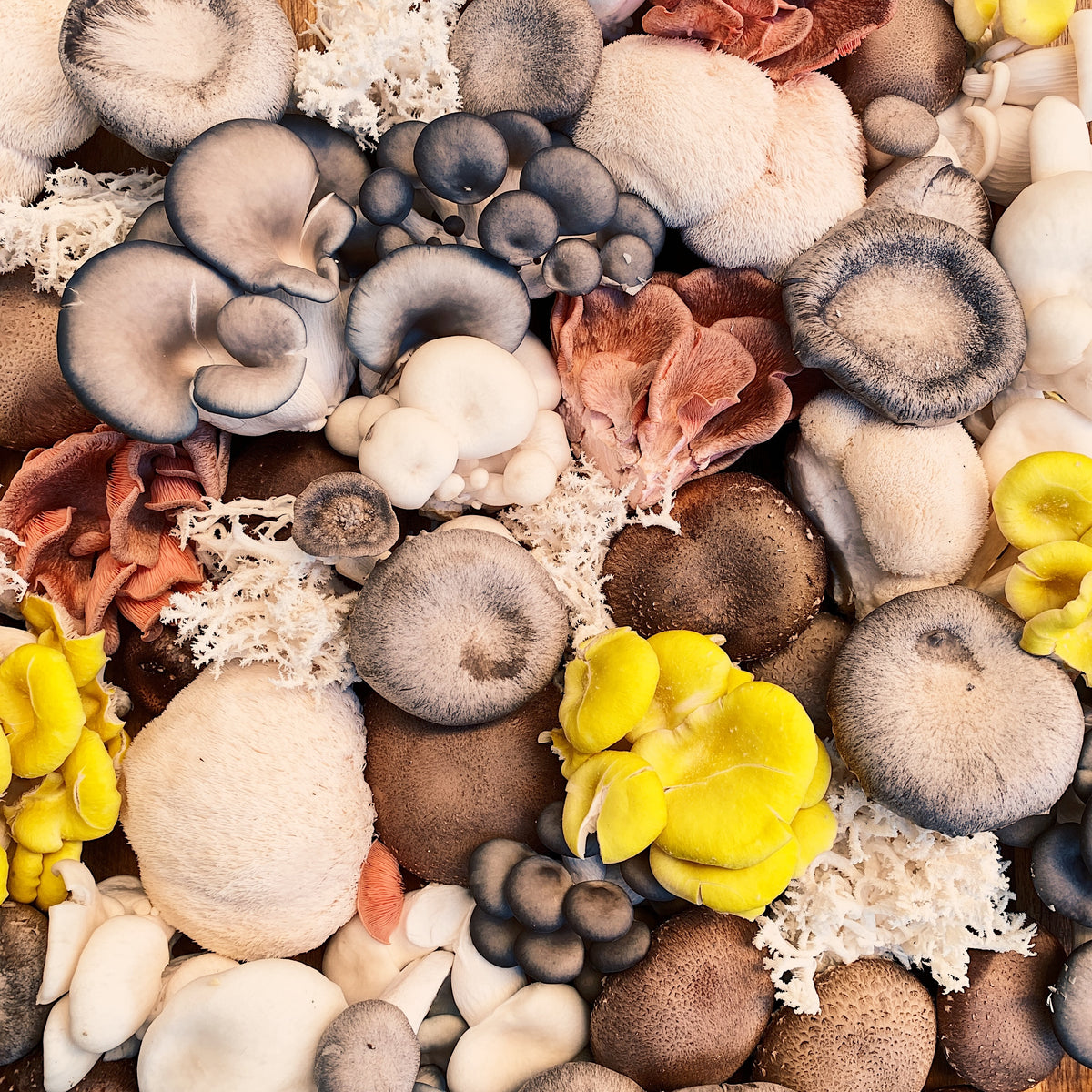 Lion's Mane Mushroom Extract