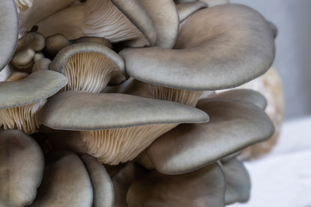 Blue Oyster Mushrooms: A Culinary Treasure with Safety Guidelines