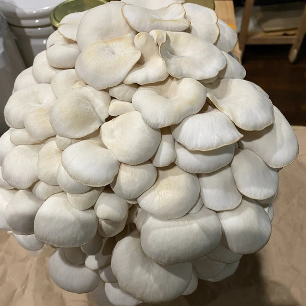 Blue Oyster Mushrooms: A Guide to Cultivation, Nutrition, and Culinary Delights