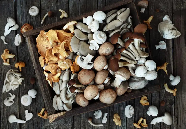 Chaga Mushroom: Enhance Cognitive Function Naturally