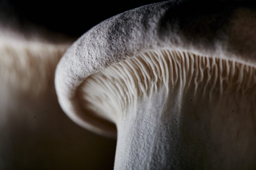 oyster mushroom grow kit