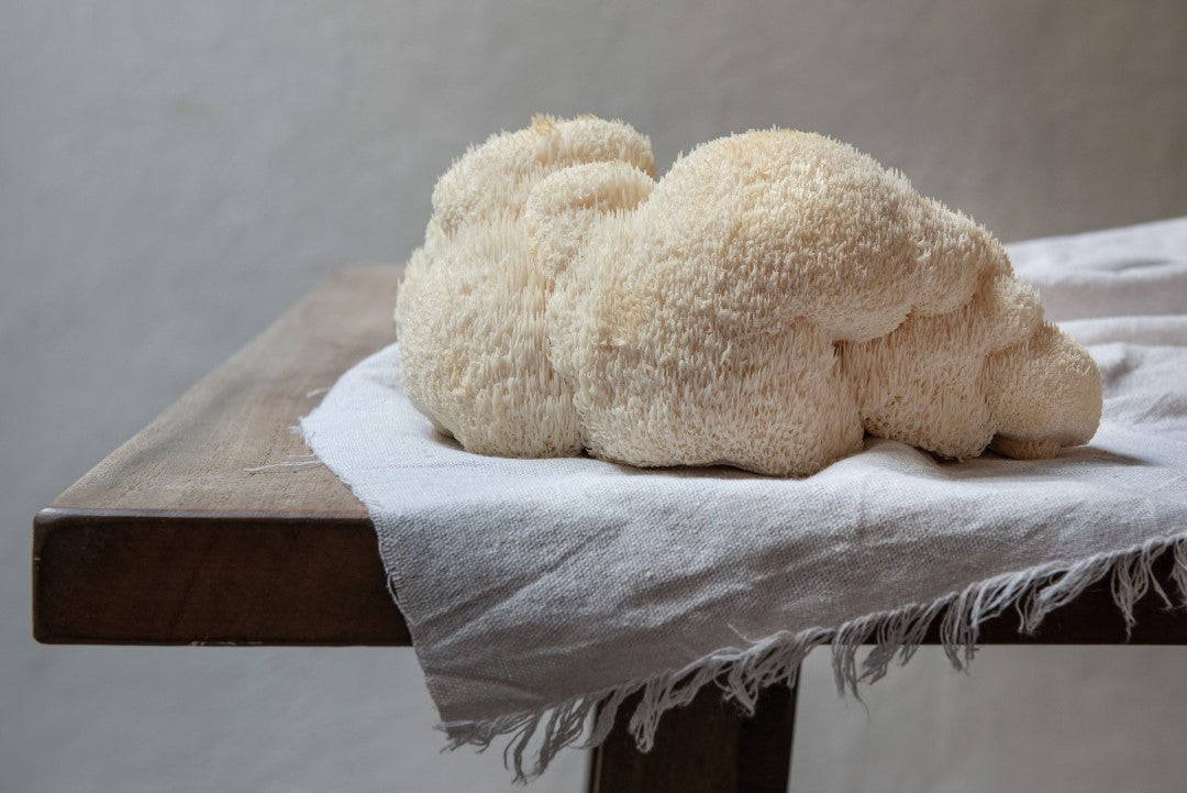 lion's mane grow kits