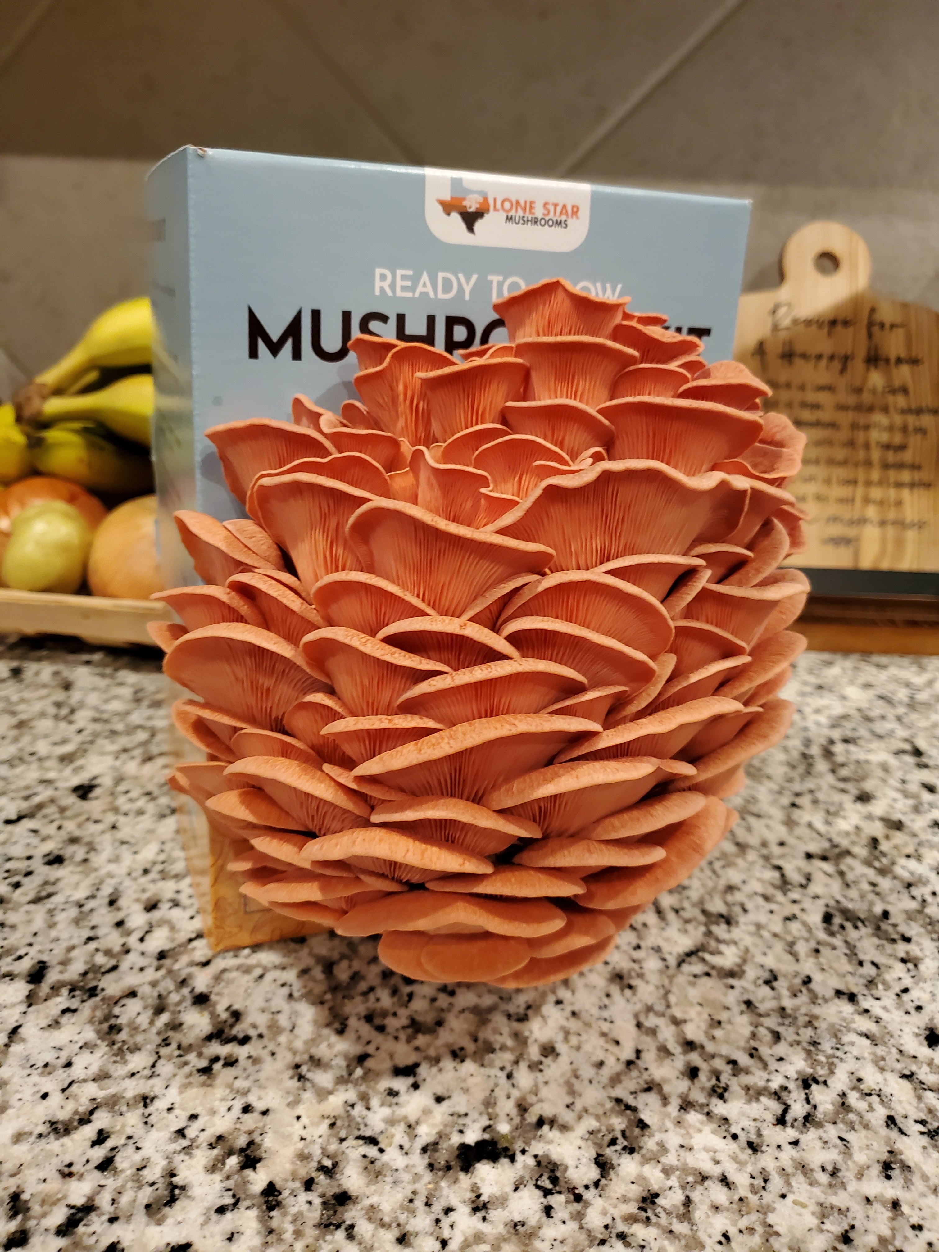 Your Own Mushrooms at Home