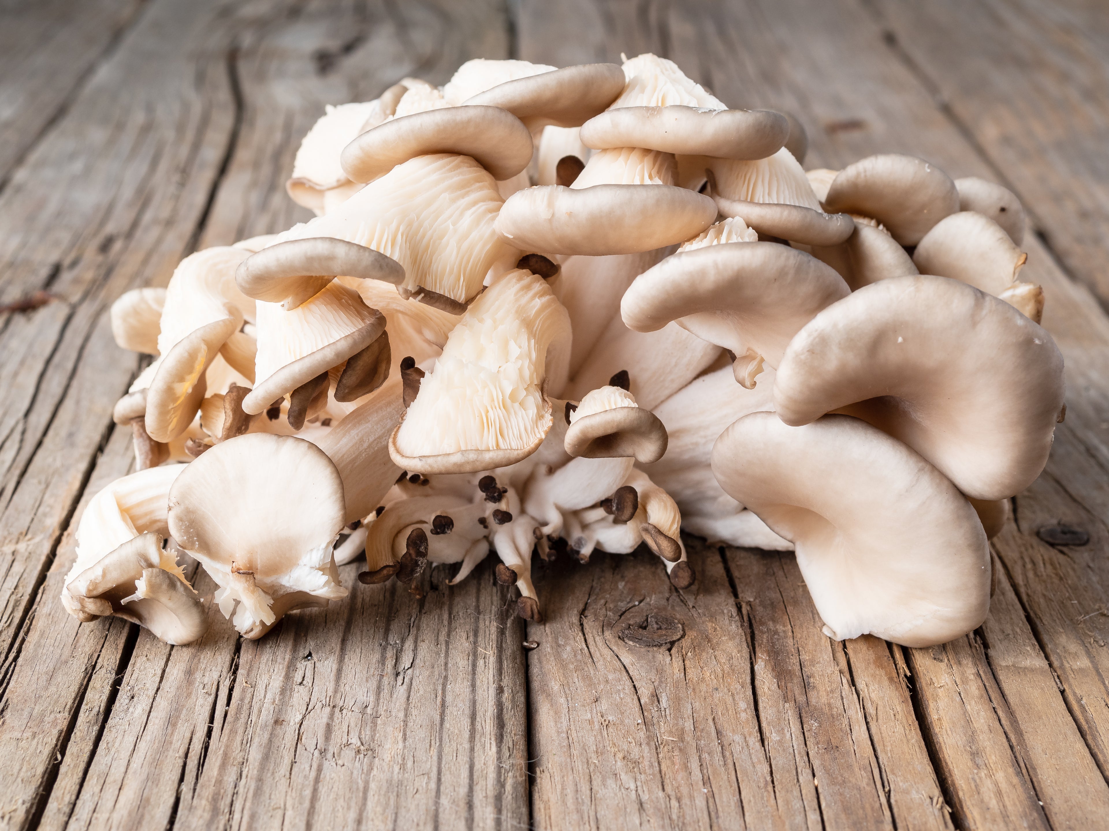 how to grow mushrooms