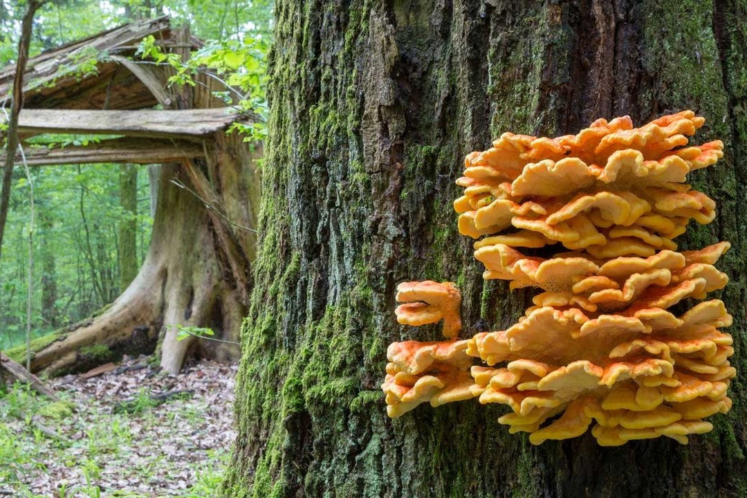 wild mushrooms
