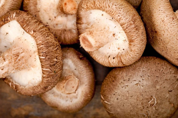 Shiitake Mushrooms – A Gift from The Far-East