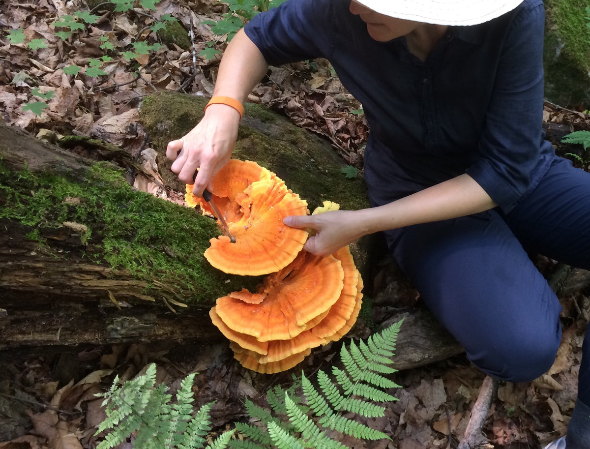 Lion's mane blue oyster mushrooms