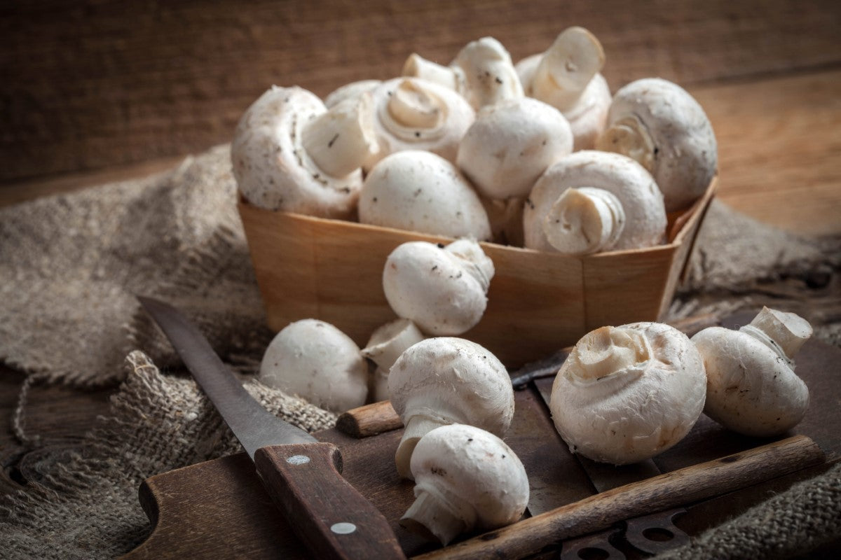 Lions Mane extract
