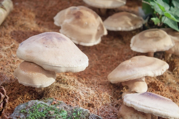 Growing Mushrooms Indoors: A Homegrown Delight from Setup to Harvest
