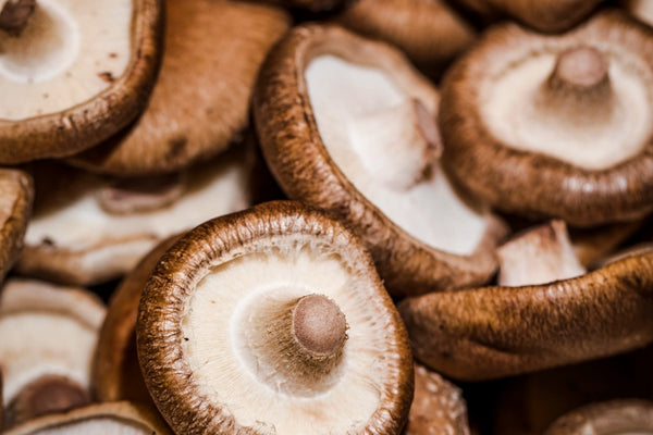 5 Of The Easiest Mushrooms To Grow