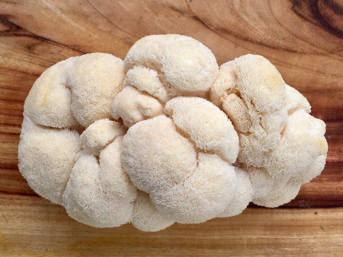lion's mane mushroom extract