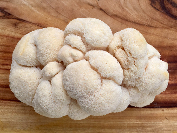 Why You Need to Add Lion’s Mane Mushroom Extract to Your Diet