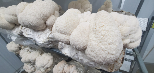 Lions Mane Mushrooms
