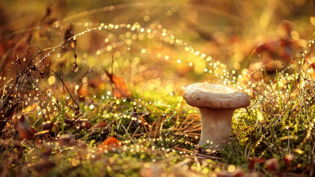 mushroom