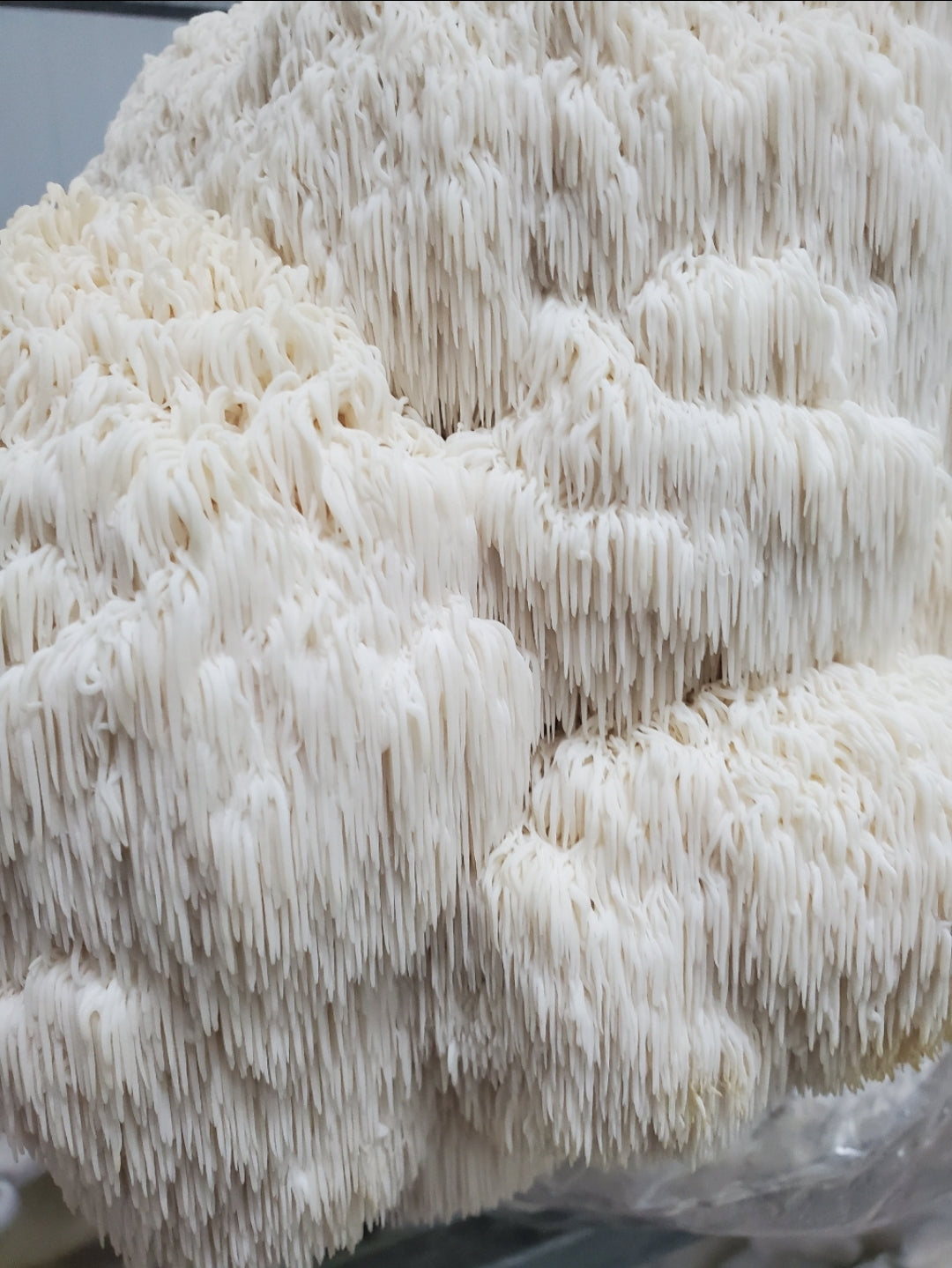 Blue Oyster Mushroom