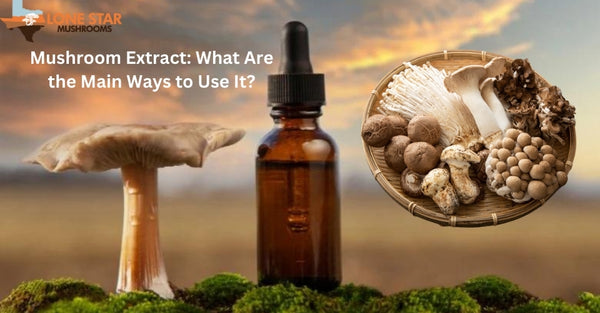 Mushroom Extract: What Are the Main Ways to Use It?