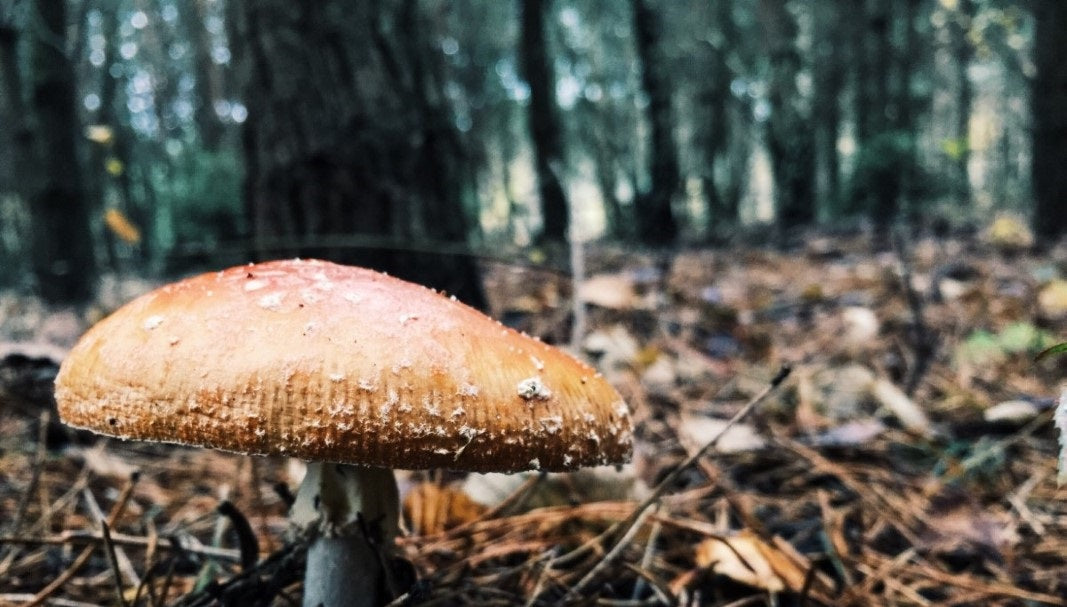 wild mushrooms