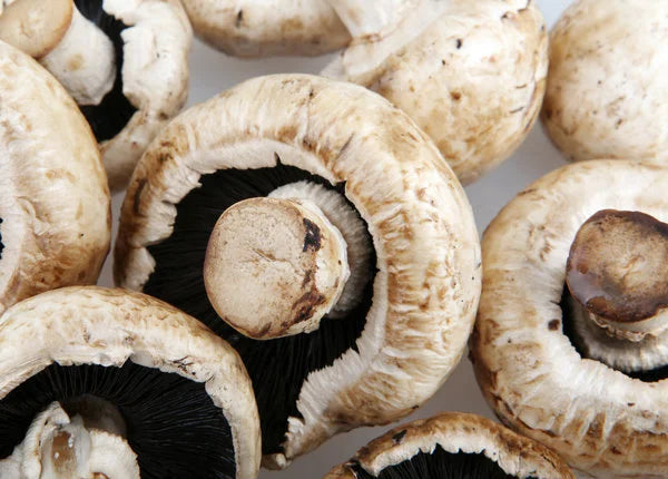 The Essential Guide to Choosing and Growing Your Mushroom Kit