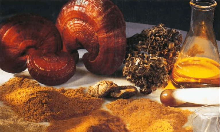 Mushrooms Extract