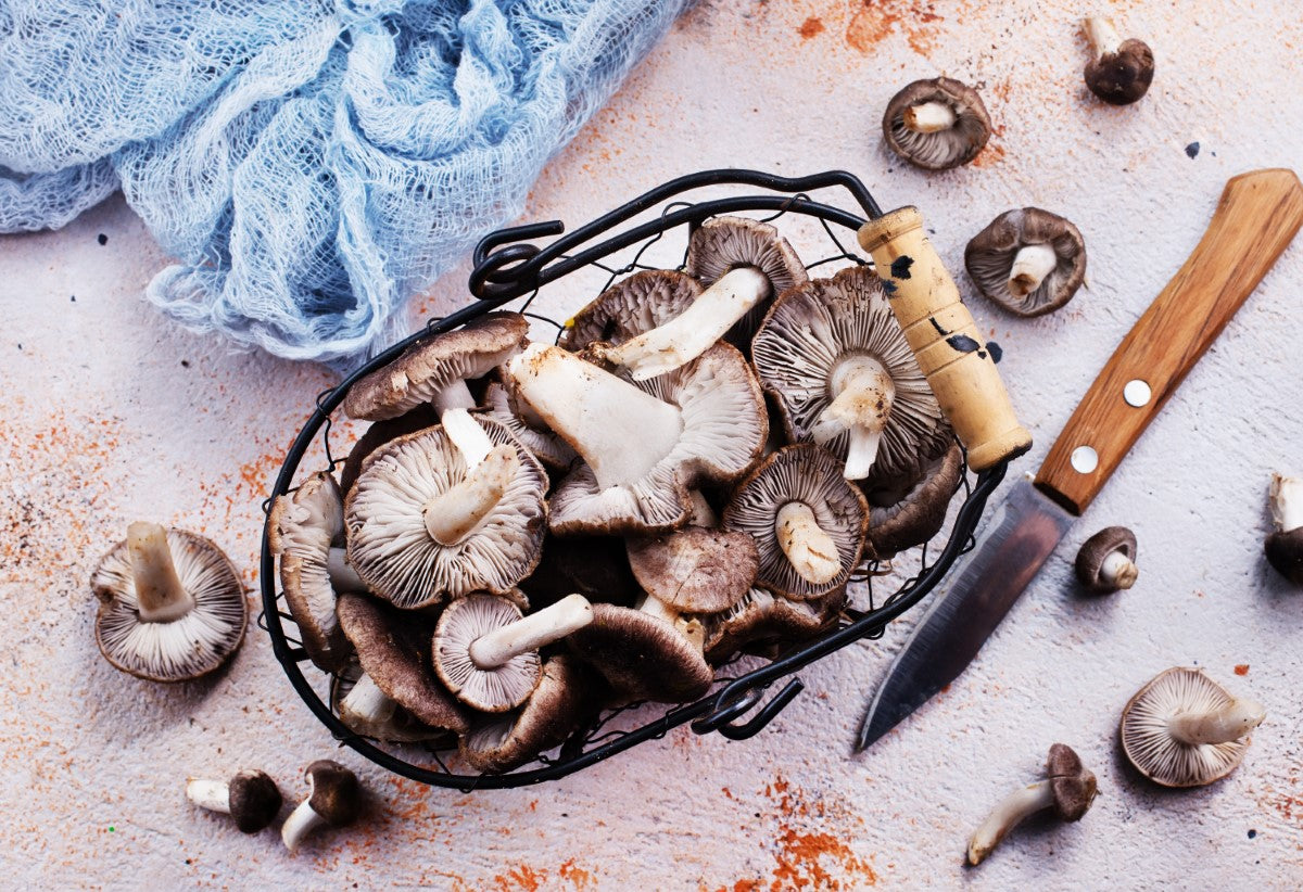 Wild Mushrooms