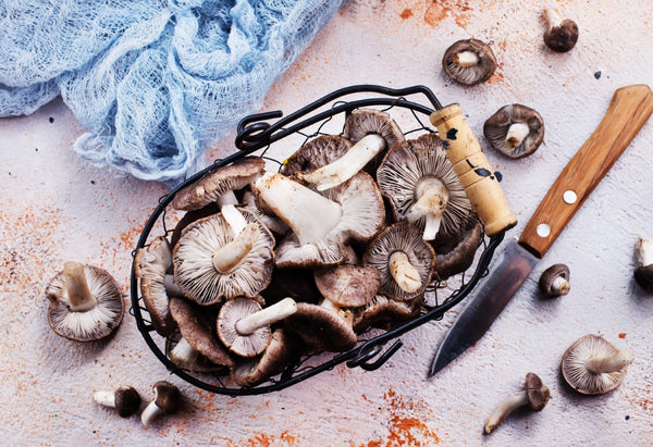 A Guide to Edible Wild Mushrooms: What to Eat and What to Avoid